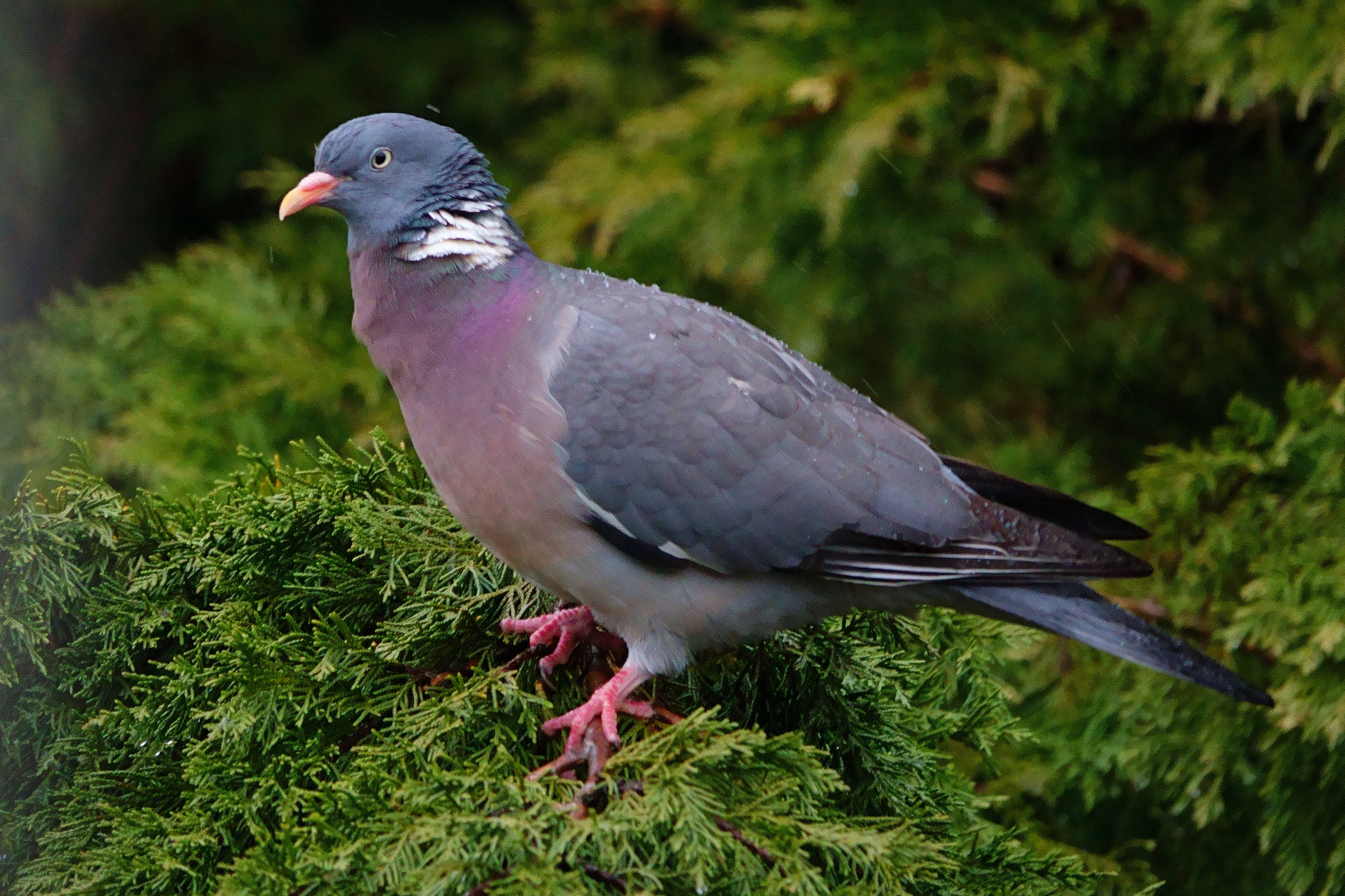 Ringeltaube auf einem Zweig