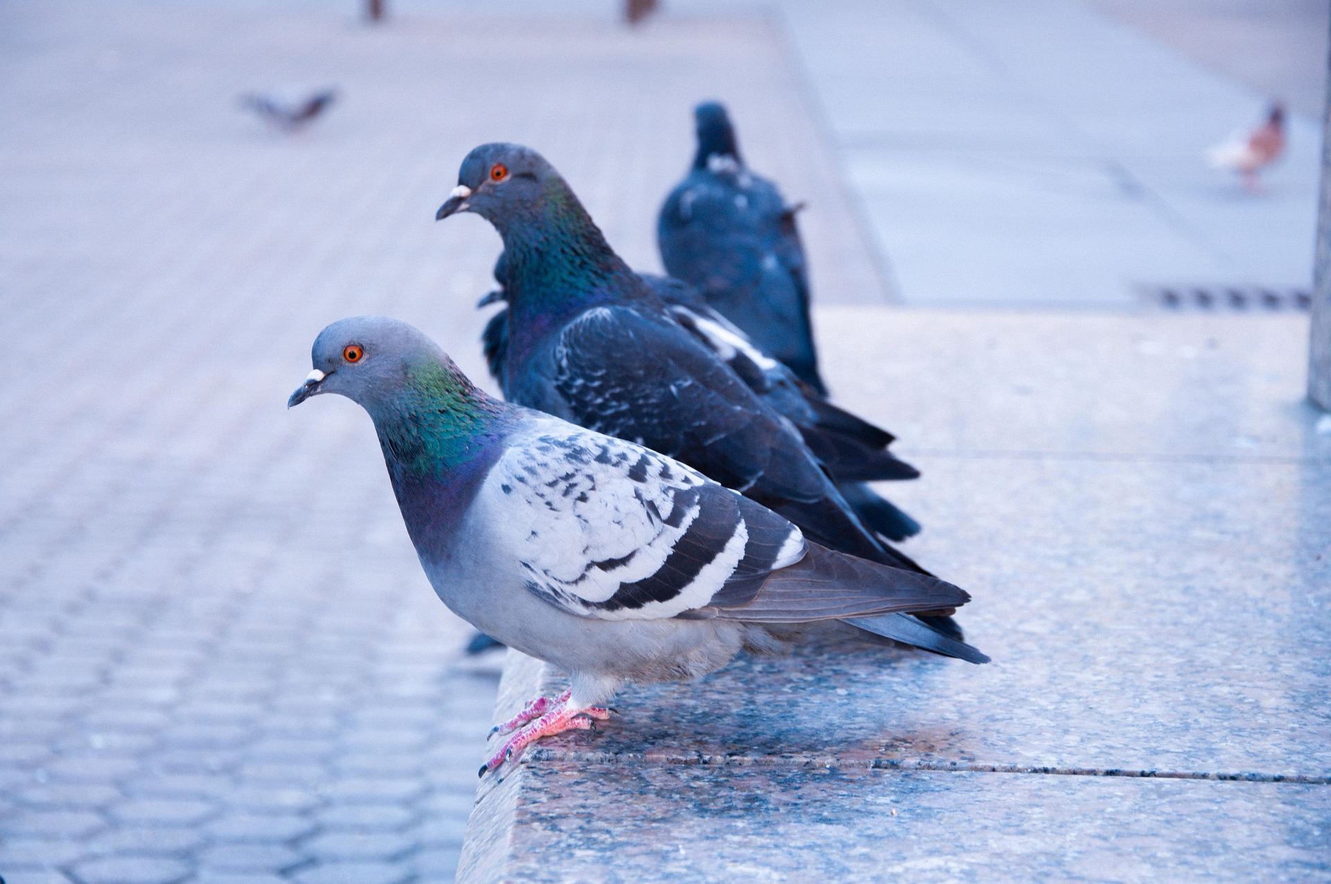 Stadttaube auf einer Mauer